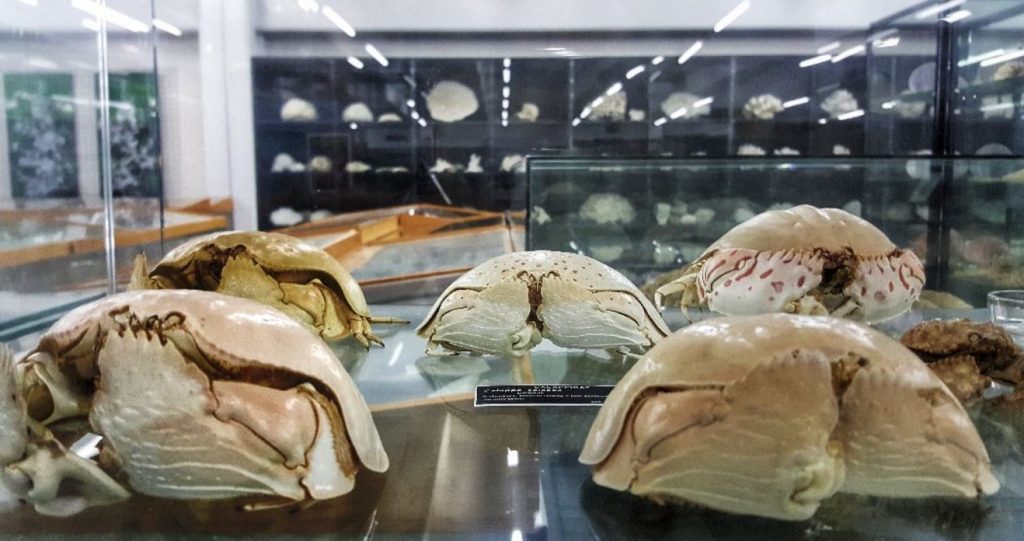 Museo Malacologico Piceno - Iacom